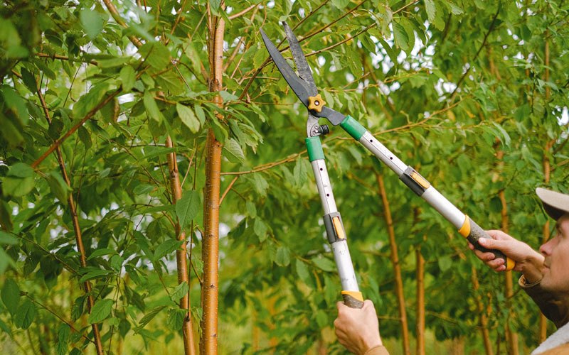 Tree trimming in Marshfield, VT