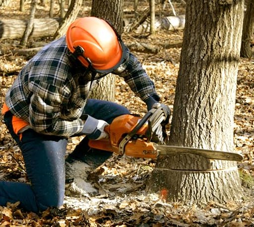 Tree Removal in Marshfield, VT